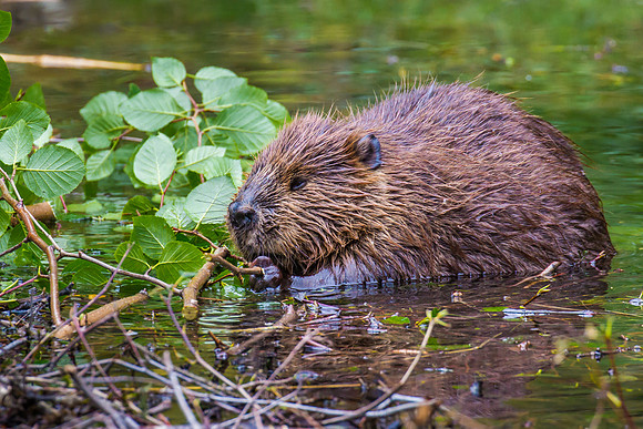 Beaver