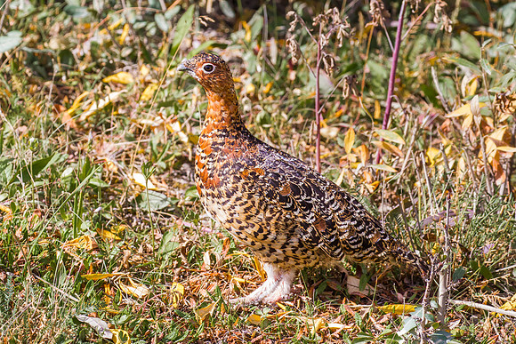 Willow Ptarmigan