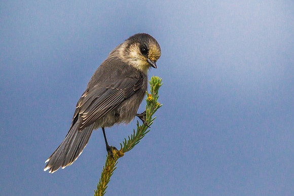Grey Jay
