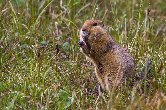 Columbia Ground Squirrel
