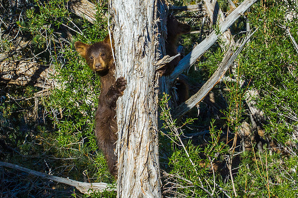 Black Bear Cub