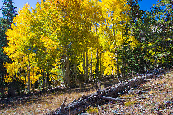 Great Basin National Park, Nevada