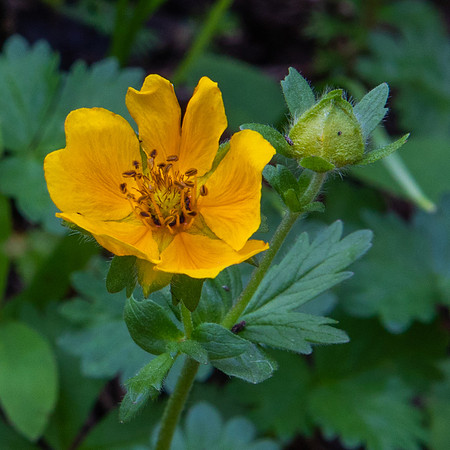 Cinquefoil