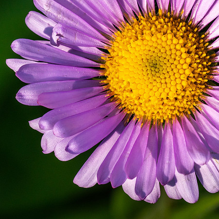 Alpine Aster