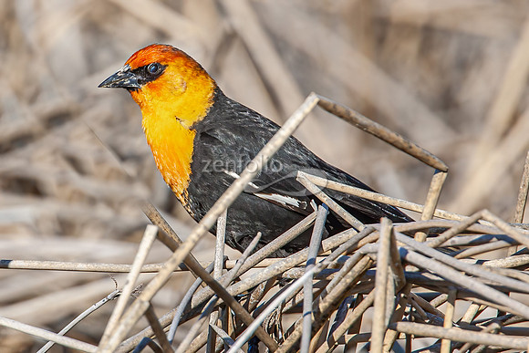 Yellow Headed Blackbird