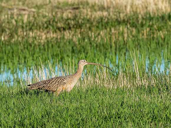 Long Billed Curlew