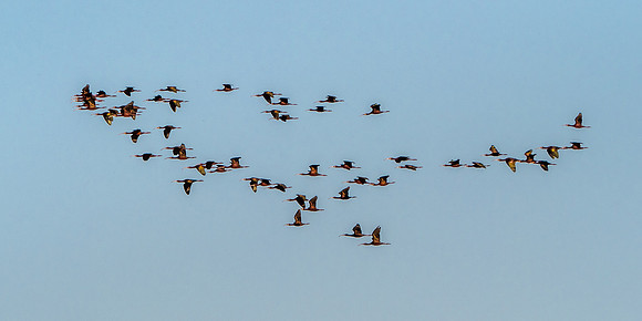 White Faced Ibis