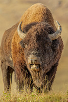 Bison