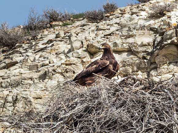 Golden Eagle
