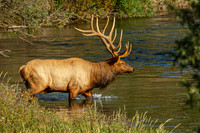 Elk