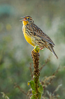 Meadow Lark
