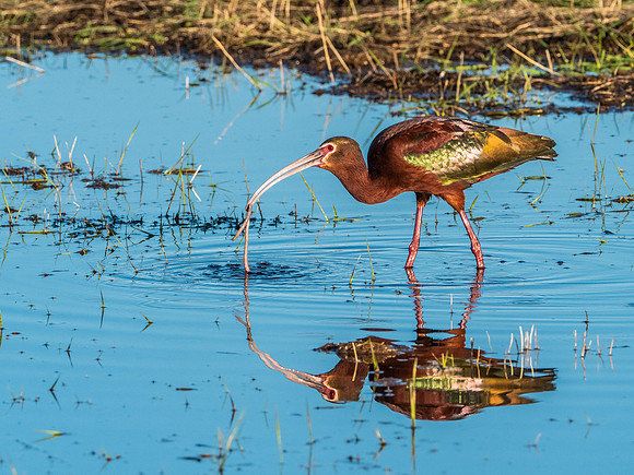 White Faced Ibis