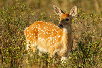 Fawn