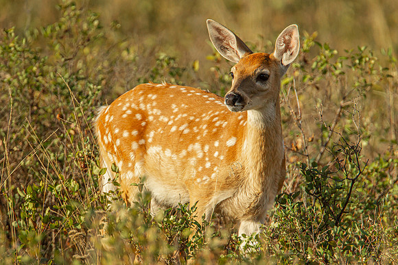 Fawn