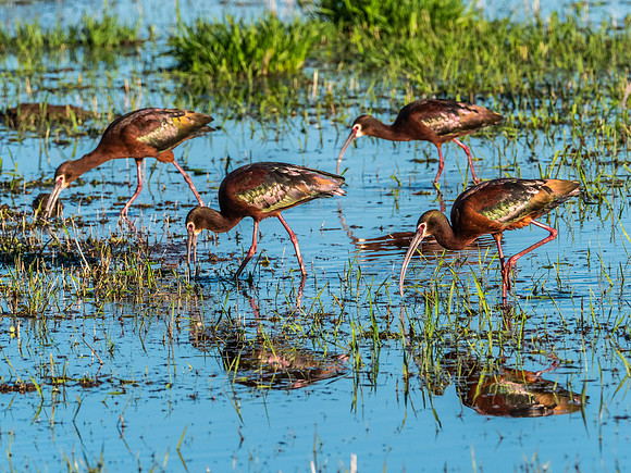 White Faced Ibis