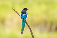 Black Billed Magpie