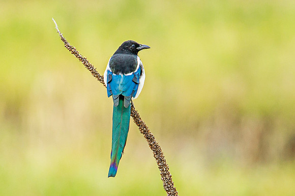 Black Billed Magpie