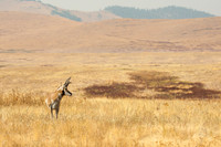Pronghorn