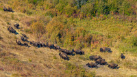 Bison Herd