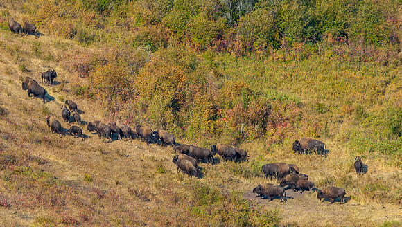 Bison Herd