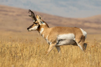 Pronghorn
