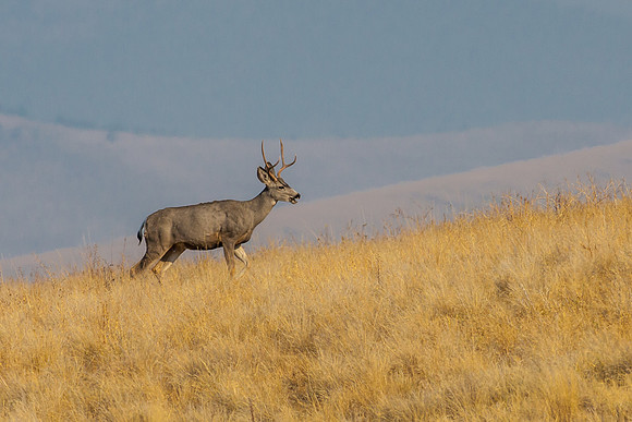 Mule Deer
