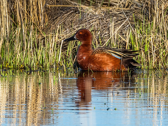 Cinnamon Teal