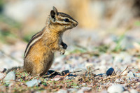 Chipmunk