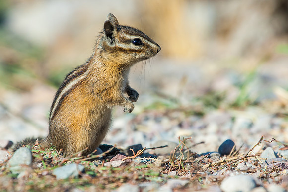 Chipmunk