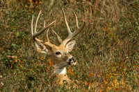 Male White Tailed Deer