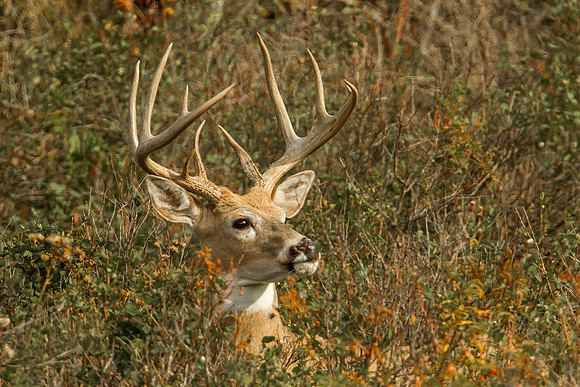Male White Tailed Deer