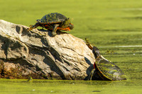 Painted Turtles