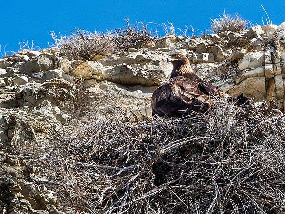 Golden Eagle