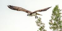 Osprey