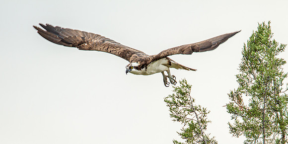 Osprey