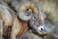 Bighorn Sheep