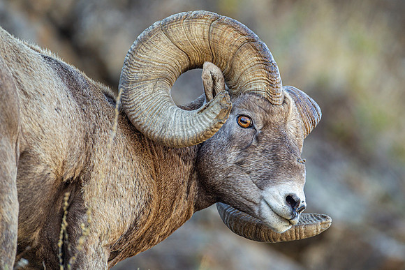 Bighorn Sheep