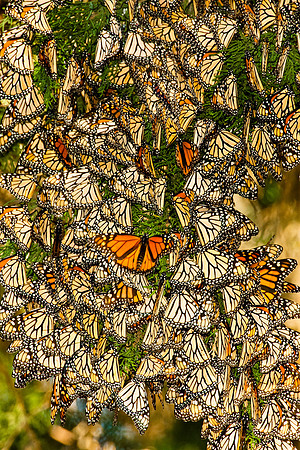 Monarch Cluster