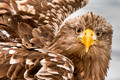 Japan Wildlife