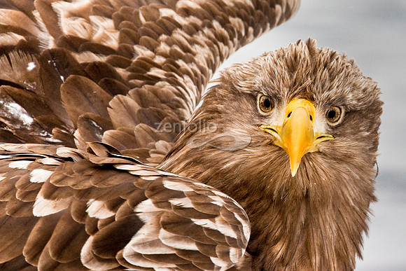 White-Tailed Sea Eagle