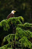 American Bald Eagle