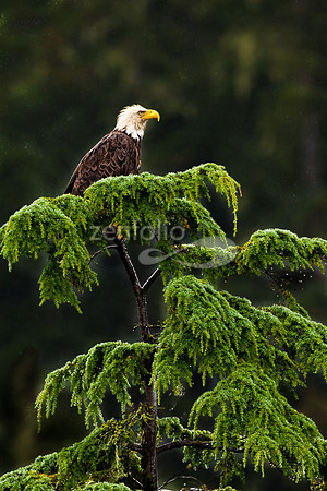 American Bald Eagle