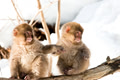 Japan Wildlife