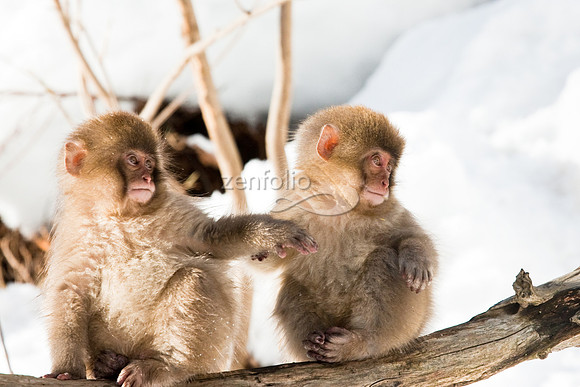 Japanese Macaque