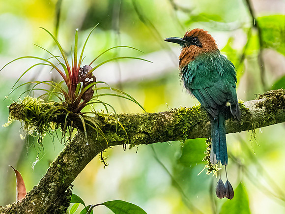 Broad Billed Motmot