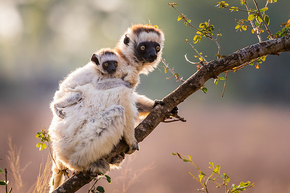 Verreaux'g Sifaka Lemur
