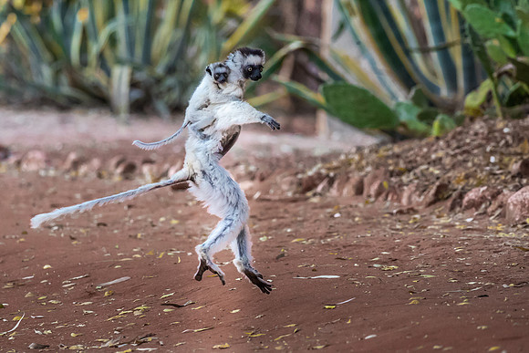 Dancing Verreaux'g Sifaka Lemur