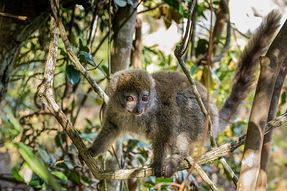 Bamboo Lemur