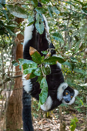 Black And White Ruffed Lemur