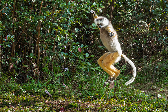 Diademed Sifaka Lemur